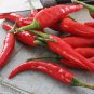 Birdseye Chili Pepper 1000 PCS Seeds
