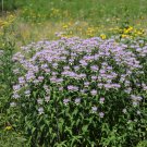 Bergamot Family Potted Plants 30 PCS Seeds Bergamot Family Potted Plants 30 PCS Seeds