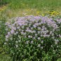 Bergamot Family Potted Plants 30 PCS Seeds