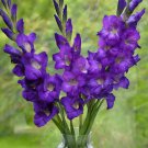 Big Violet Gladiolus Plants Potted Flowers Orchids Purple 100 PCS Seeds Big Violet Gladiolus Plants Potted Flowers Orchids Purple 100 PCS Seeds