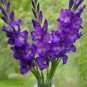Big Violet Gladiolus Plants Potted Flowers Orchids Purple 100 PCS Seeds