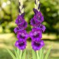 Big Violet Gladiolus Plants Potted Flowers Orchids Purple 100 PCS Seeds