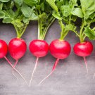 Big Radish Red White Long Radishes Vegetable 800 PCS Seeds Big Radish Red White Long Radishes Vegetable 800 PCS Seeds