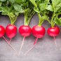 Big Radish Red White Long Radishes Vegetable 800 PCS Seeds
