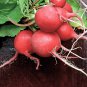 Big Radish Red White Long Radishes Vegetable 800 PCS Seeds