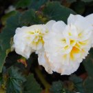 Begonia Flower White Double Flowers 100 PCS Seeds