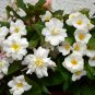 Begonia Flower White Double Flowers 100 PCS Seeds