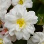 Begonia Flower White Double Flowers 100 PCS Seeds