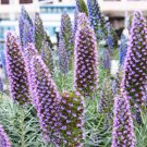 Big Outdoor Plants Pride of Madeira Echium Fastuosum 100 PCS Seeds