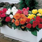 Begonia Bonsai Mixed Red White Orange Purple Orange Yellow 100 PCS Seeds