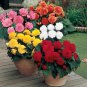 Begonia Bonsai Mixed Red White Orange Purple Orange Yellow 100 PCS Seeds
