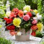 Begonia Bonsai Mixed Red White Orange Purple Orange Yellow 100 PCS Seeds