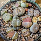 Beauty Mixed Mini Lithops Bonsai Plants Cactus Bonsai 100 PCS Seeds