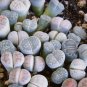 Beauty Mixed Mini Lithops Bonsai Plants Cactus Bonsai 100 PCS Seeds