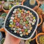 Beauty Mixed Mini Lithops Bonsai Plants Cactus Bonsai 100 PCS Seeds