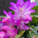 Beautiful Zygocactus Truncatus 20 PCS Seeds