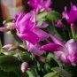 Beautiful Zygocactus Truncatus 20 PCS Seeds