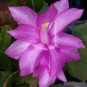 Beautiful Zygocactus Truncatus 20 PCS Seeds
