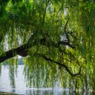 Beautiful True Fresh Giant Garden Decoration Green Willow Tree 50 PCS Seeds Beautiful True Fresh Giant Garden Decoration Green Willow Tree 50 PCS Seeds