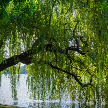 Beautiful True Fresh Giant Garden Decoration Green Willow Tree 50 PCS Seeds