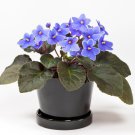 Beautiful Plant African Red Purple Mini Blue Violet Bonsai 100 PCS Seeds Beautiful Plant African Red Purple Mini Blue Violet Bonsai 100 PCS Seeds