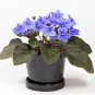 Beautiful Plant African Red Purple Mini Blue Violet Bonsai 100 PCS Seeds