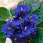 Beautiful Plant African Red Purple Mini Blue Violet Bonsai 100 PCS Seeds