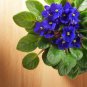 Beautiful Plant African Red Purple Mini Blue Violet Bonsai 100 PCS Seeds