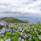 Beautiful Hydrangea Flores Bonsai Plant 20 PCS Seeds Beautiful Hydrangea Flores Bonsai Plant 20 PCS Seeds