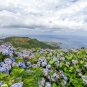 Beautiful Hydrangea Flores Bonsai Plant 20 PCS Seeds