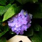 Beautiful Hydrangea Flores Bonsai Plant 20 PCS Seeds