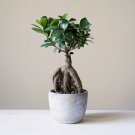 Banyan Tree Ficus Ginseng 20 PCS Seeds
