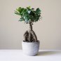 Banyan Tree Ficus Ginseng 20 PCS Seeds