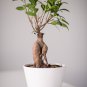 Banyan Tree Ficus Ginseng 20 PCS Seeds