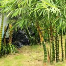 Bambusa Ventricosa Bamboo Hardy Clumping Type 50 PCS Seeds Bambusa Ventricosa Bamboo Hardy Clumping Type 50 PCS Seeds