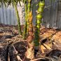 Bambusa Ventricosa Bamboo Hardy Clumping Type 50 PCS Seeds