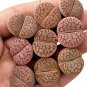 Ball Conophytum vanzylii Lithop Greyish White Succulent 100 PCS Seeds
