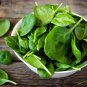 Big round leaf spinach Giant Noble spinach Persia vegetable 600 PCS Seeds