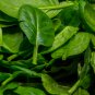 Big round leaf spinach Giant Noble spinach Persia vegetable 600 PCS Seeds