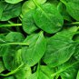 Big round leaf spinach Giant Noble spinach Persia vegetable 600 PCS Seeds