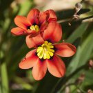 Balcony Potted Flowers Red Sparaxis Tricolor Rose Flowering Plant 50 PCS Seeds Balcony Potted Flowers Red Sparaxis Tricolor Rose Flowering Plant 50 PCS Seeds