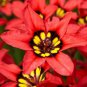 Balcony Potted Flowers Red Sparaxis Tricolor Rose Flowering Plant 50 PCS Seeds