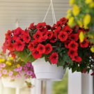 Balcony Patio Potted Petunia Blooming Wine Red Flower 50 PCS Seeds Balcony Patio Potted Petunia Blooming Wine Red Flower 50 PCS Seeds