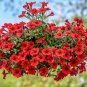 Balcony Patio Potted Petunia Blooming Wine Red Flower 50 PCS Seeds