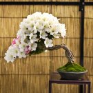 Azalea Easy to Grow Rhododendron Flower Bonsai 100 PCS Seeds Azalea Easy to Grow Rhododendron Flower Bonsai 100 PCS Seeds