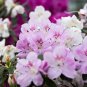 Azalea Easy to Grow Rhododendron Flower Bonsai 100 PCS Seeds
