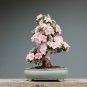 Azalea Easy to Grow Rhododendron Flower Bonsai 100 PCS Seeds