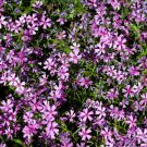 Aubrieta Cultorum Rock CRESS Plant Purple Flowers 100 PCS Seeds