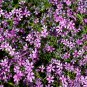 Aubrieta Cultorum Rock CRESS Plant Purple Flowers 100 PCS Seeds