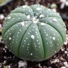 Astrophytum asterias Prickly Pearceae Planets 10 PCS Seeds